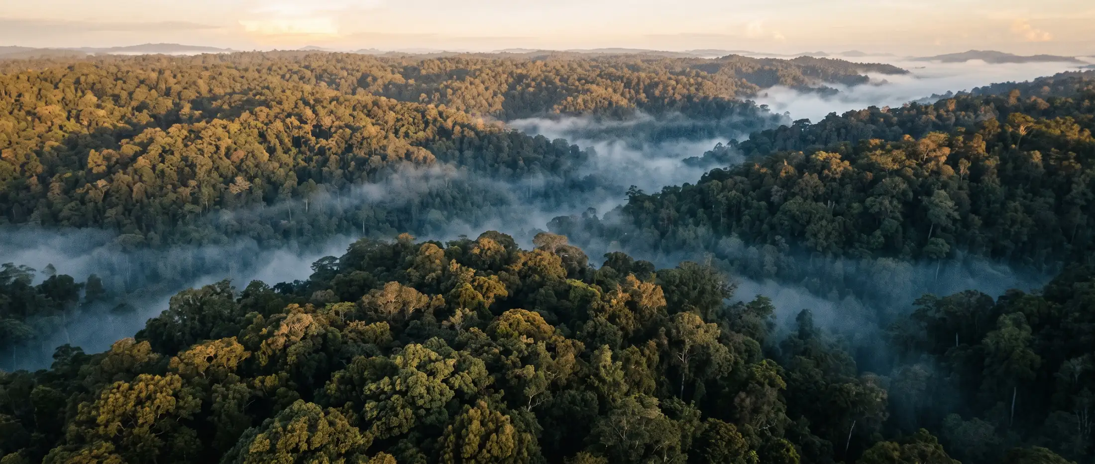 Rainforest canopy at first light seen from above, rivers of mist lying in the valleys between forested ridges.