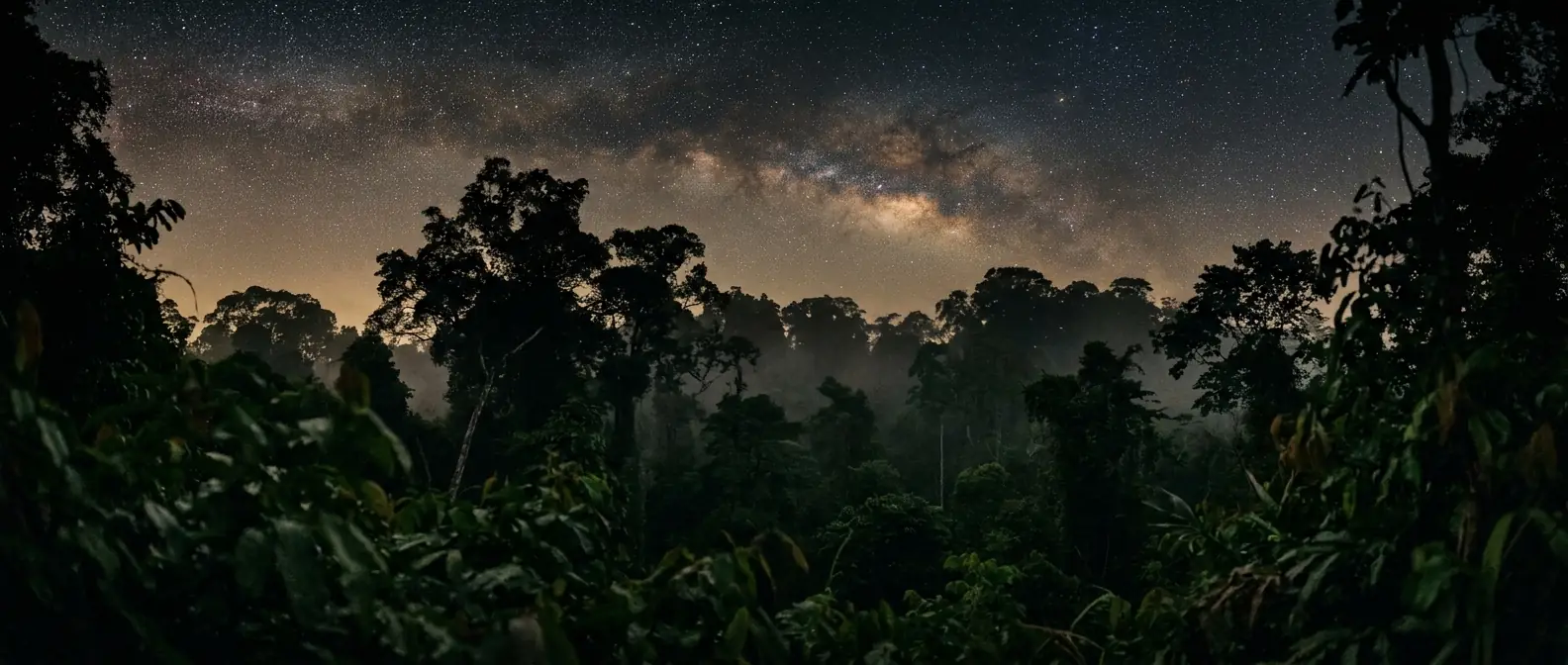 Night sky thick with stars above a silhouetted rainforest canopy.