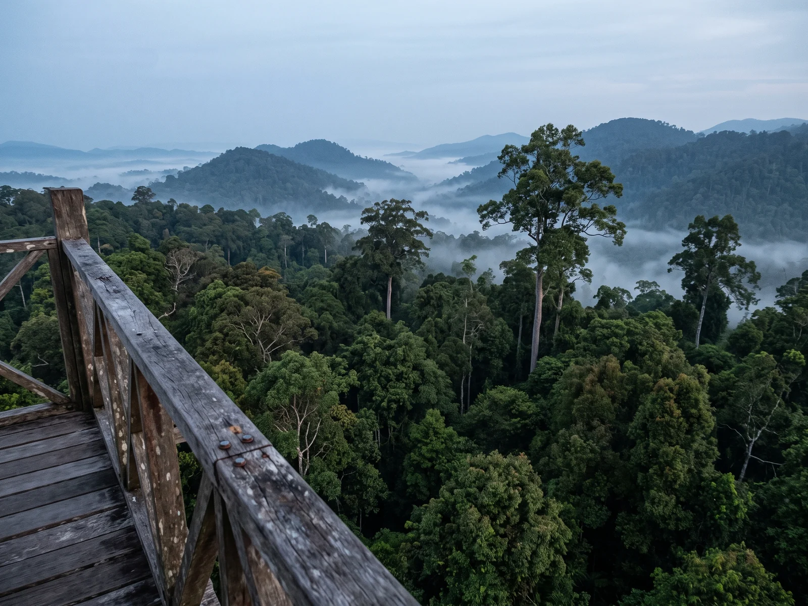 Unbroken rainforest canopy at first light seen from an observation platform, with mist lying in the valleys and forested ridges beyond.