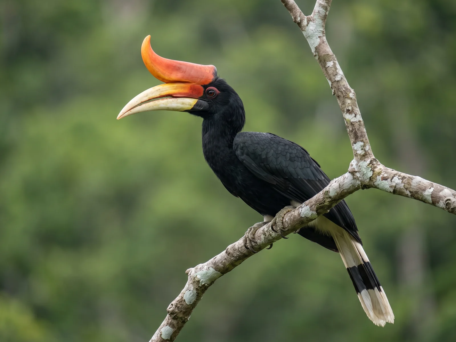 A rhinoceros hornbill perched on a bare branch, showing the upswept orange casque fused to the pale bill.