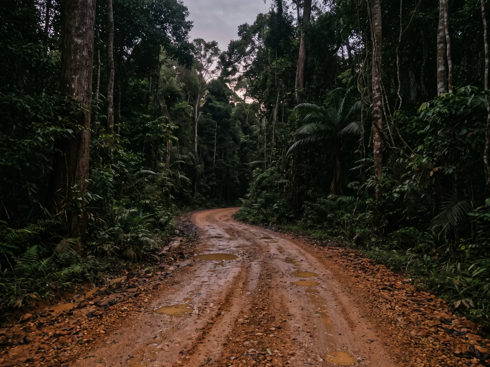 A narrow gravel forest road curving away in the last light, damp orange laterite with shallow puddles reflecting the sky.