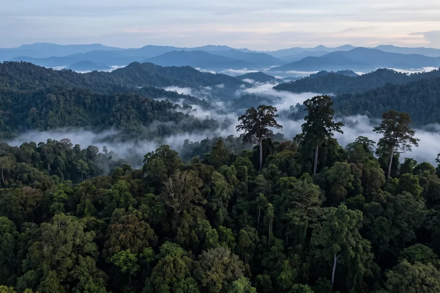 Unbroken rainforest canopy at dawn, mist in the folds between ridges and tall trees standing clear above.