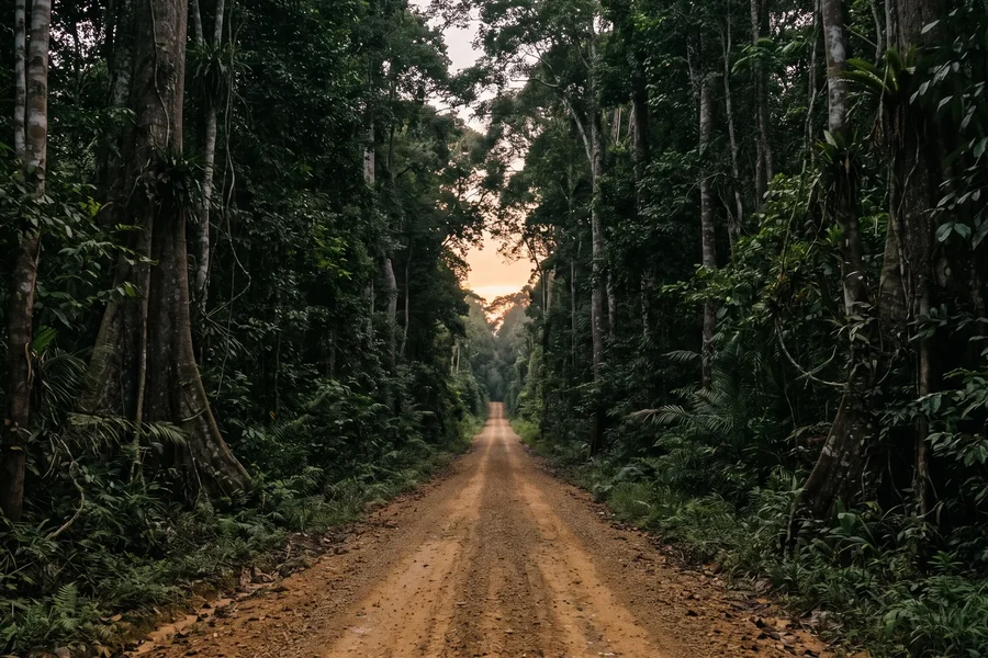 A straight gravel forest road running away through tall rainforest at dusk.