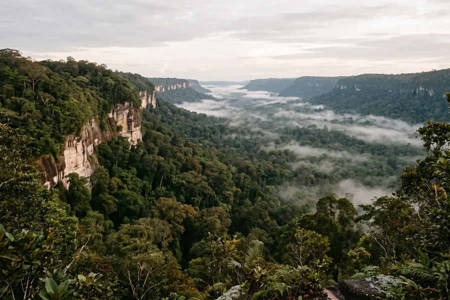 A long forested valley at first light, a pale sandstone escarpment down one side and mist on the canopy below.