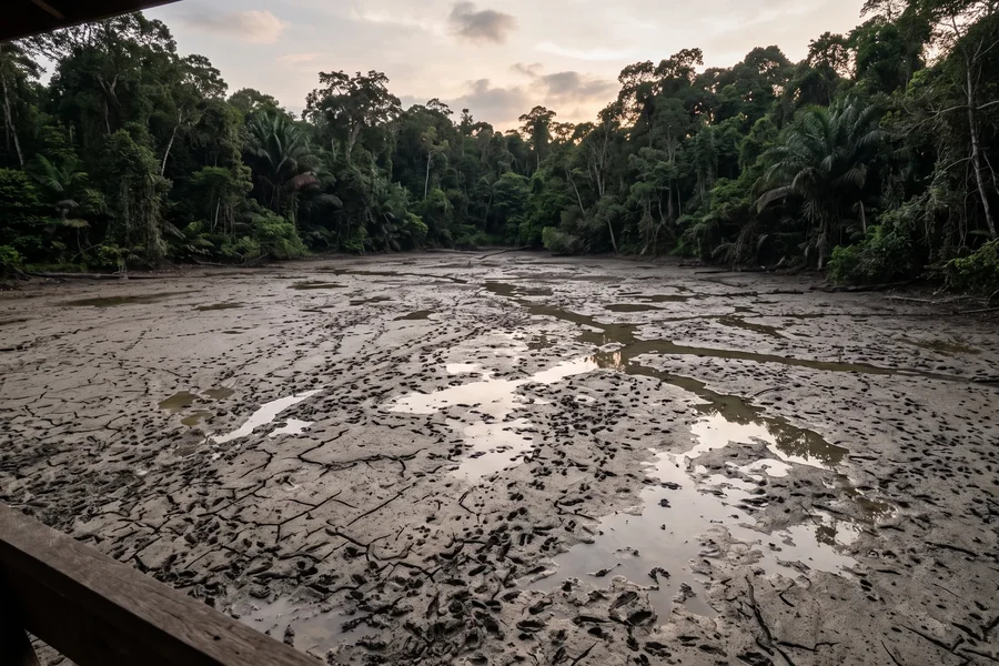 A wide clearing of pale cracked mud in the middle of rainforest at dusk, crossed with animal tracks.