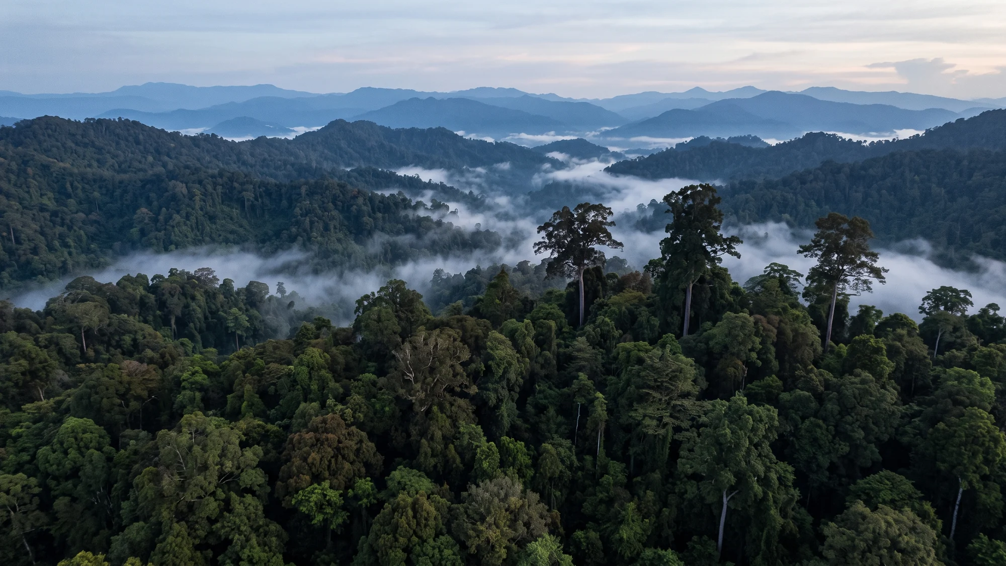 Unbroken lowland rainforest canopy at dawn, mist lying in the folds between forested ridges, with a few very tall trees standing clear above the canopy.