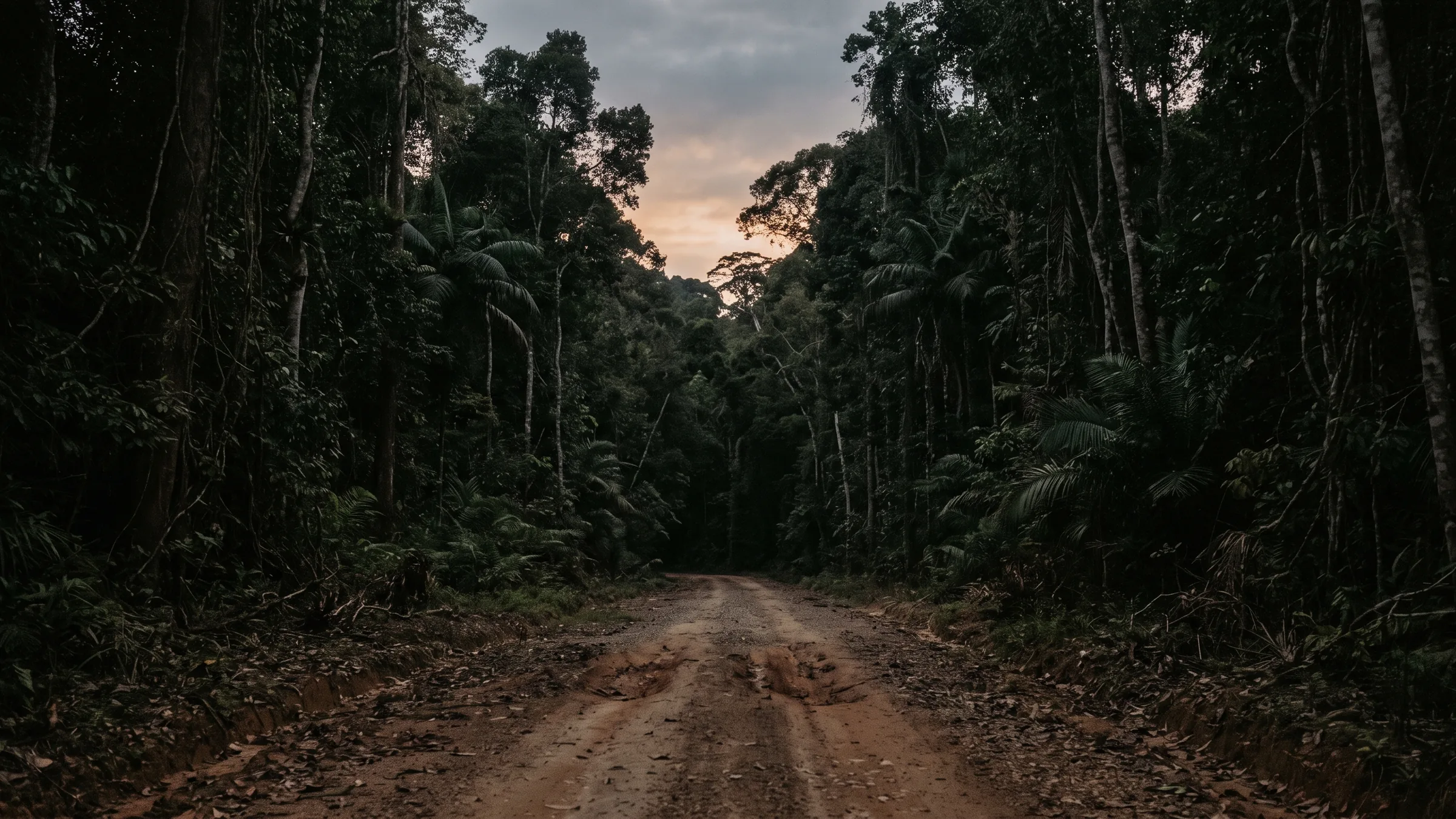 An unpaved earth road running into tall rainforest at dusk.