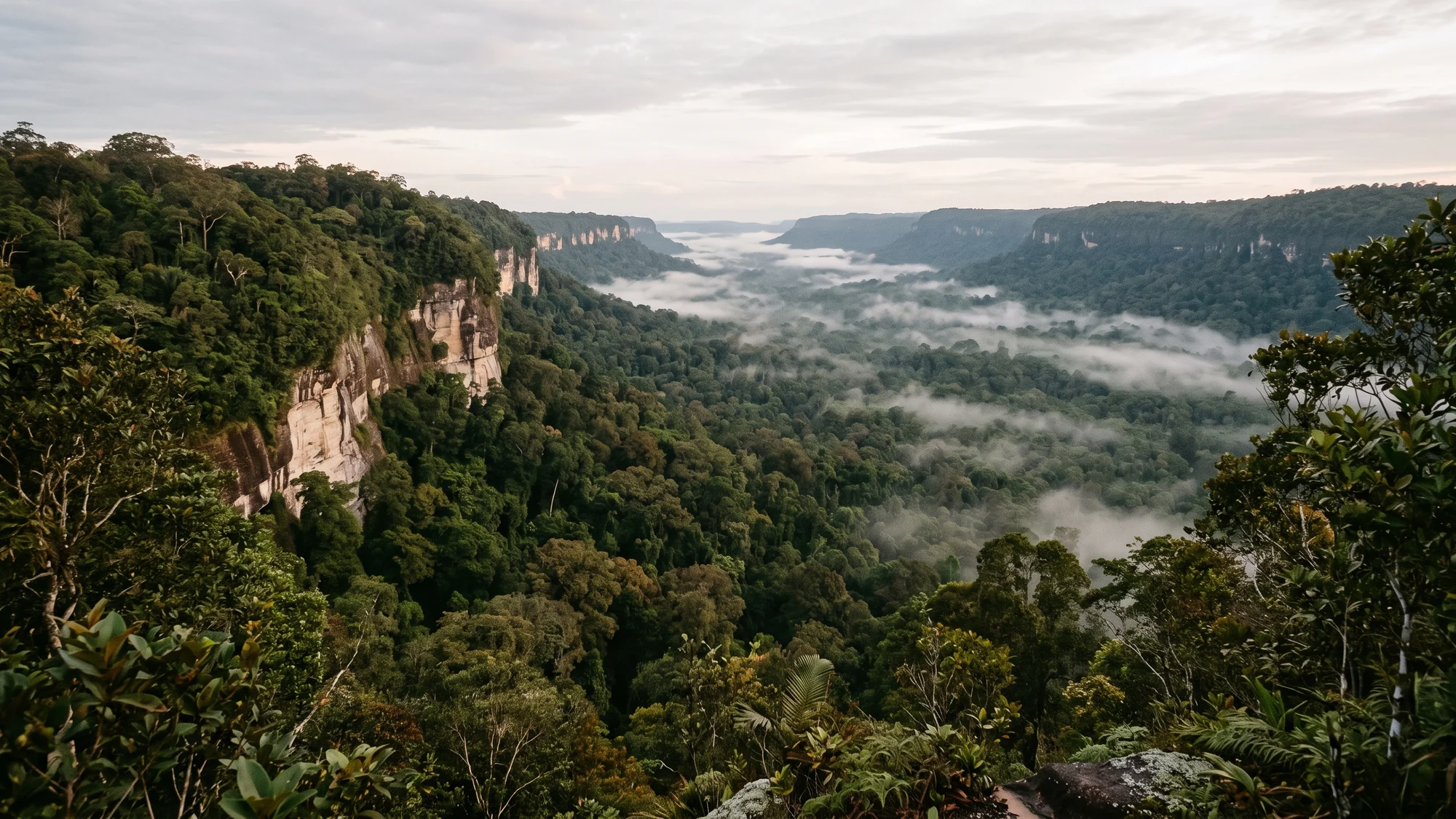 A long forested valley at first light, a pale sandstone escarpment running away down one side and mist lying on the canopy below.