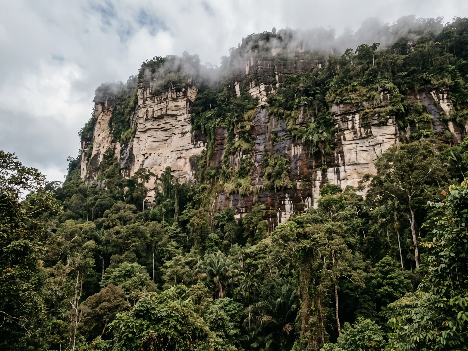 A tall pale sandstone cliff with visible horizontal bedding layers rising out of unlogged rainforest, low cloud catching against the top.