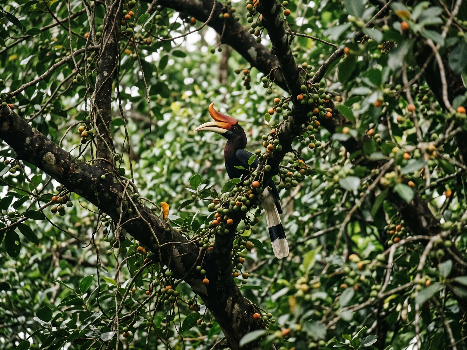 A rhinoceros hornbill perched in a fruiting fig high in the canopy, its upswept orange casque fused to the pale bill.
