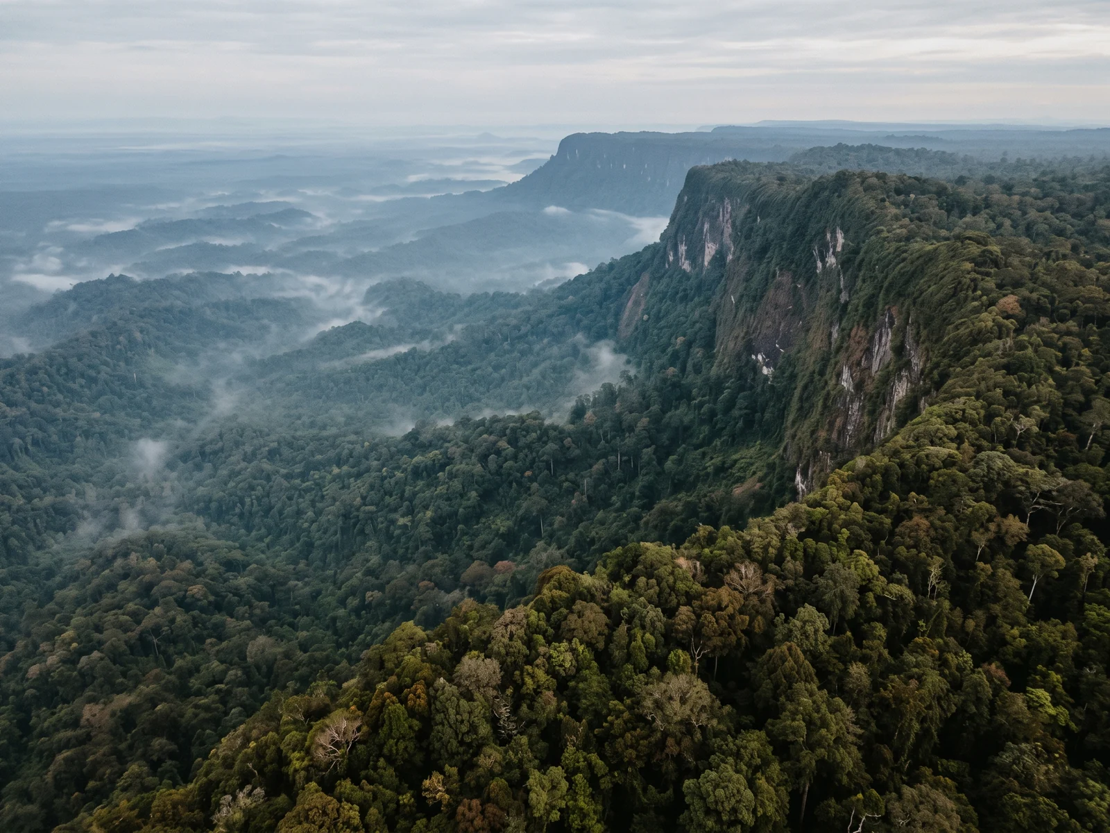 A steep forested escarpment curving away in a long arc, rainforest running to the cliff edge and dropping into a misty basin below.