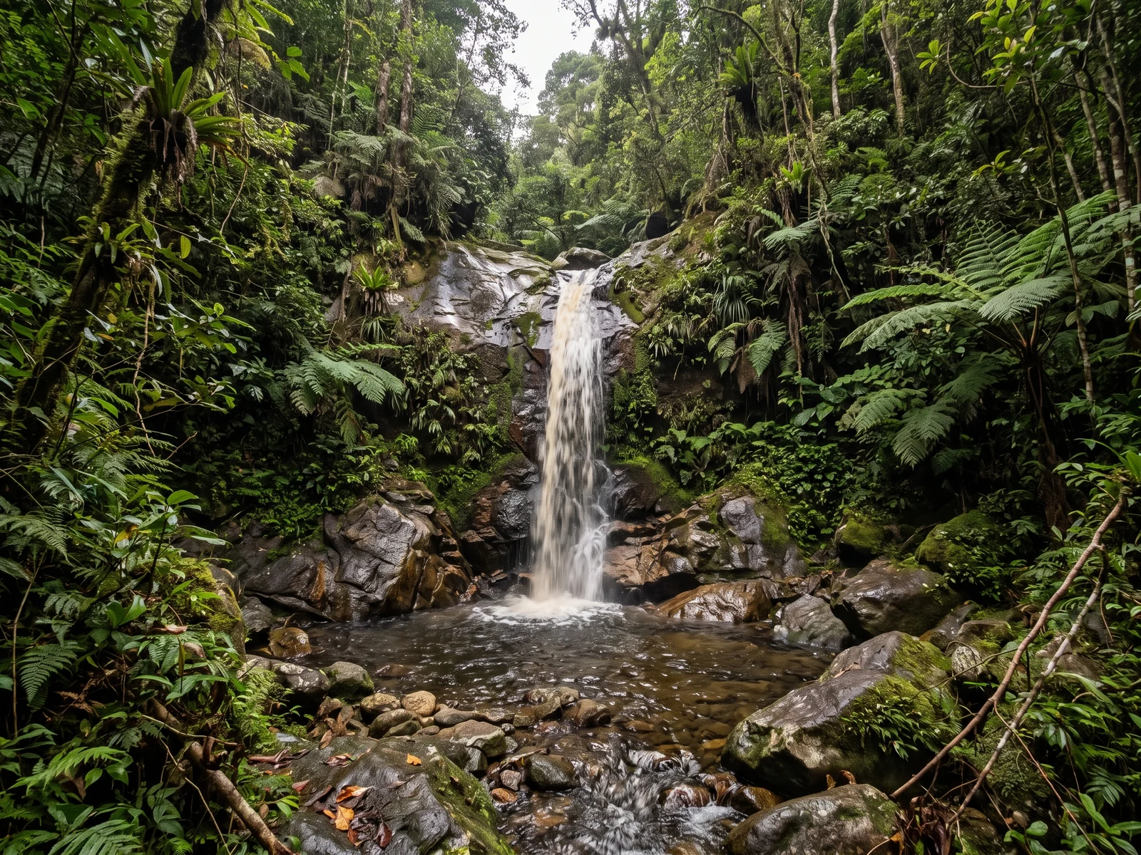 A single clear drop of tea-coloured water falling into a shallow rocky pool, wet boulders and ferns around it.
