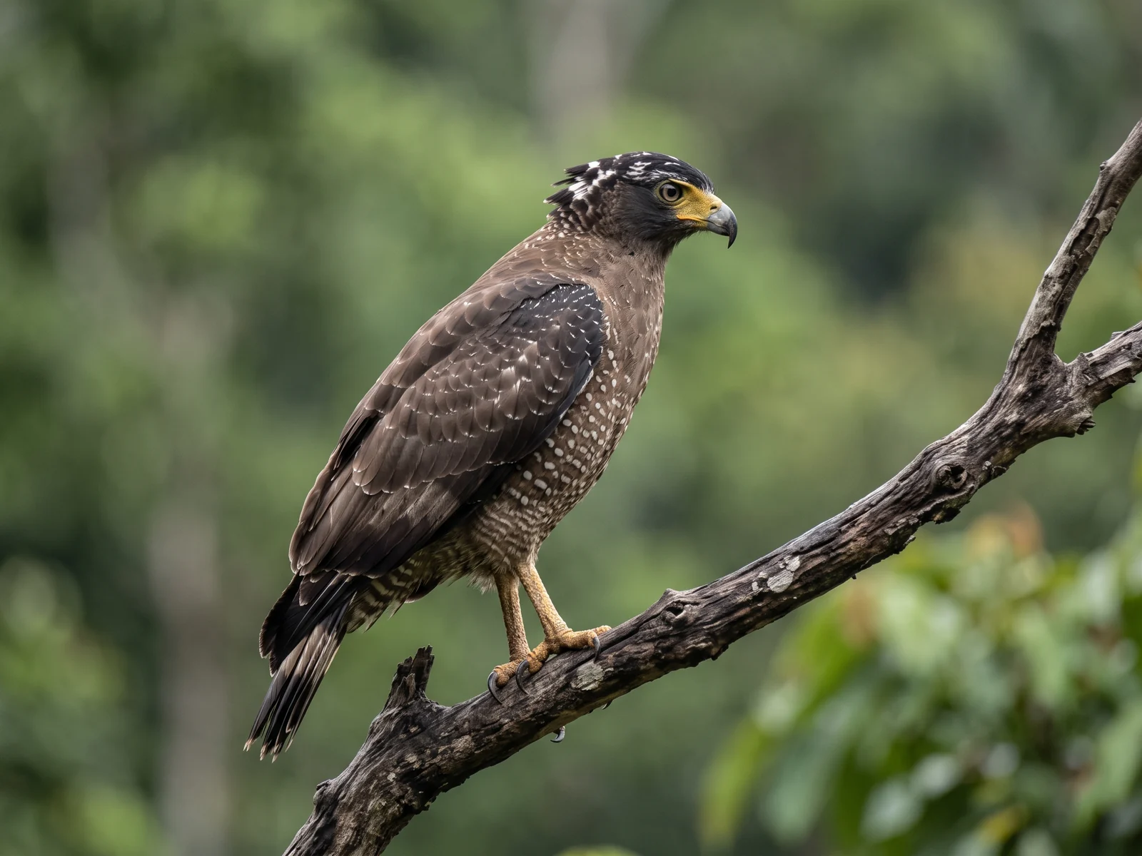A crested serpent eagle perched at the forest edge, showing its raised black-and-white crest and the bare yellow skin between eye and bill.